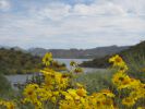 PICTURES/Wildflowers - Desert in Bloom/t_Lake Pleasant2.JPG
